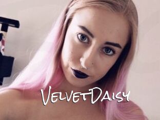 VelvetDaisy